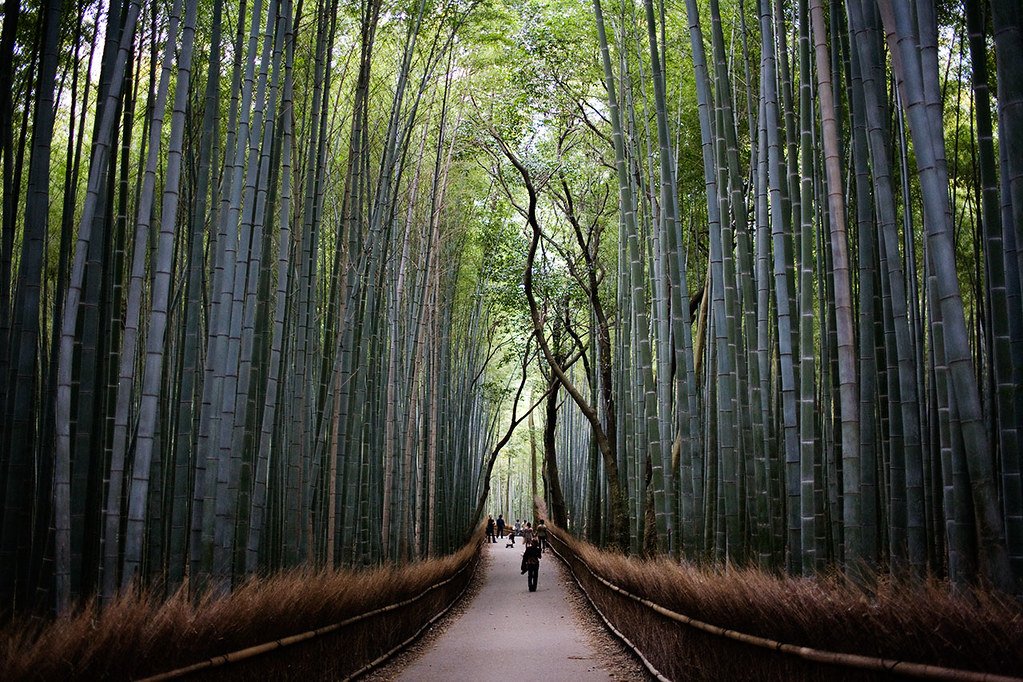 Weg durch den hohen Bambuswald von Arashiyama