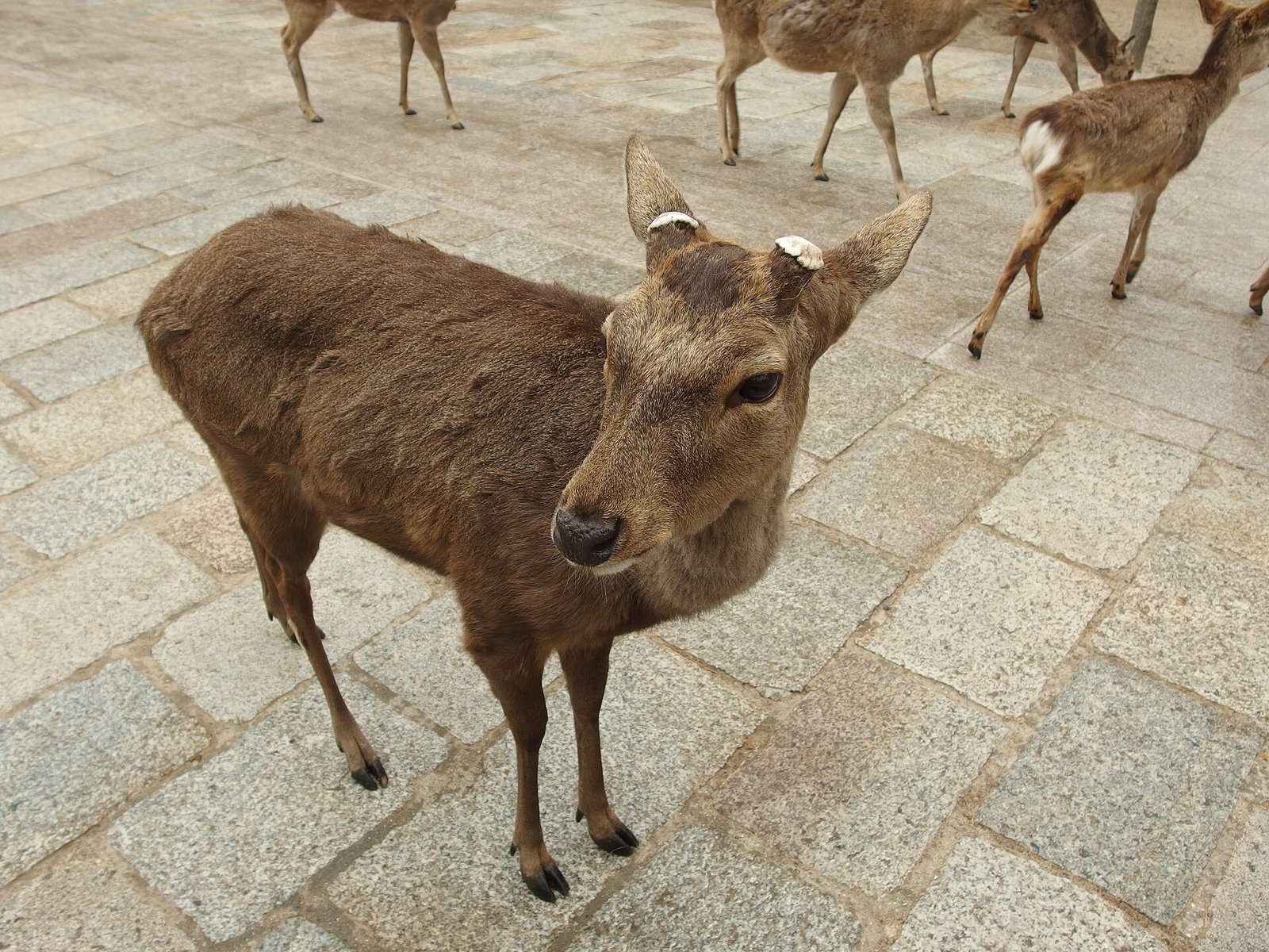 Sikahirsch auf dem Gelände am Todai-ji in Nara